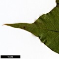 SpeciesSub: subsp. mono SpeciesSub: subsp. mono